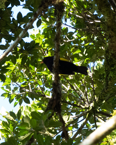 Black-and-gold Cotinga (Lipaugus ater), photo 9