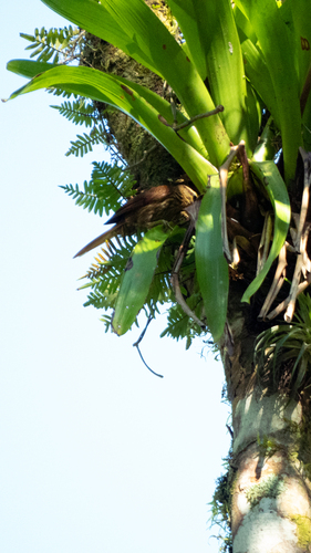 Pale-browed Treehunter (Cichlocolaptes leucophrus), photo 2