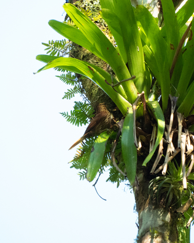 Pale-browed Treehunter (Cichlocolaptes leucophrus), photo 1