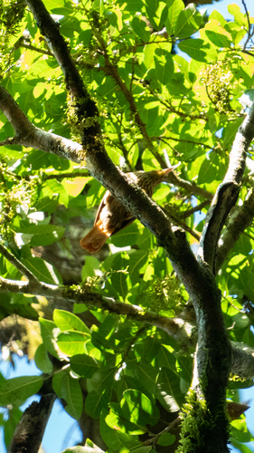 Pale-browed Treehunter (Cichlocolaptes leucophrus), photo 5