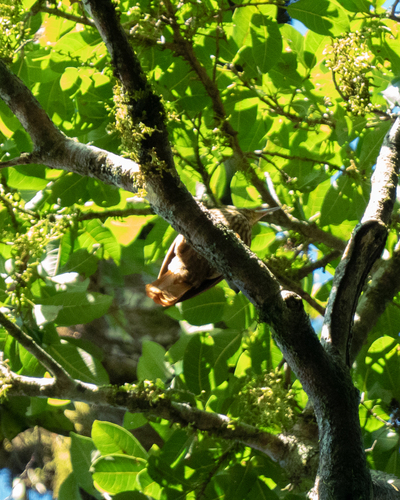Pale-browed Treehunter (Cichlocolaptes leucophrus), photo 6