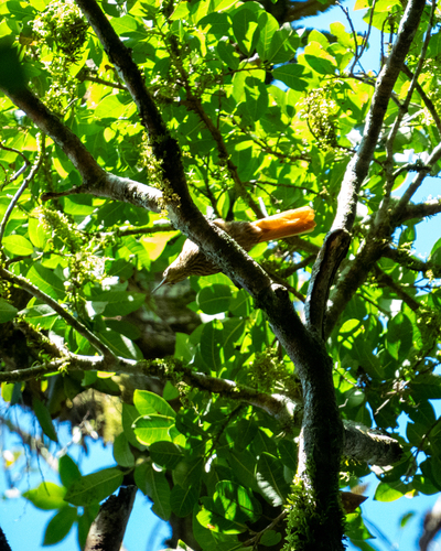 Pale-browed Treehunter (Cichlocolaptes leucophrus), photo 7