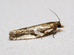 Technitis cataractis