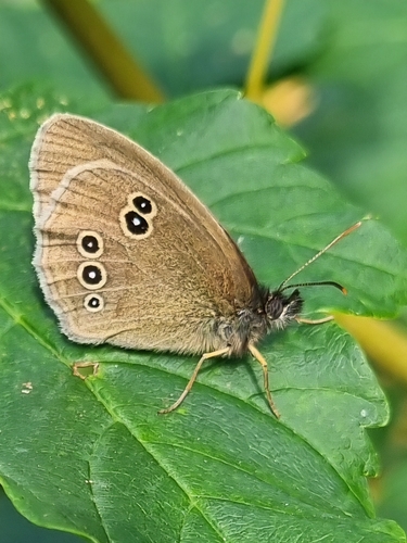 Ringlet