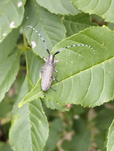 Golden-bloomed Longhorn Beetle