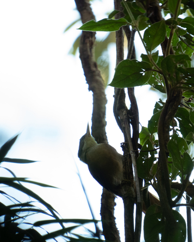 White-collared Foliage-gleaner (Anabazenops fuscus), photo 2