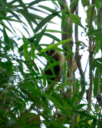White-collared Foliage-gleaner (Anabazenops fuscus), photo 3