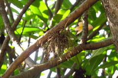 Tillandsia recurvata