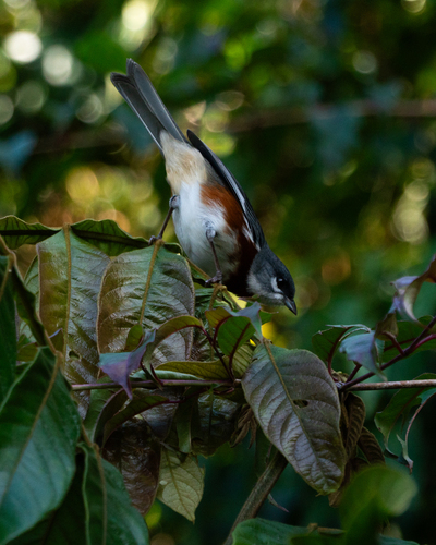 Bay-chested Warbling Finch (Castanozoster thoracicus), photo 8