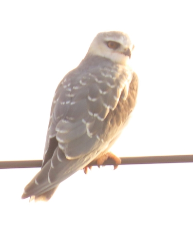 African Black-winged Kite