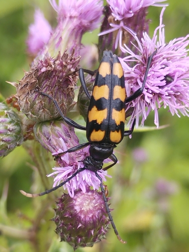 four-banded longhorn beetle