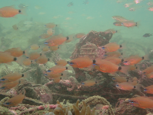 Ostorhinchus fleurieu observed 2026-06-13