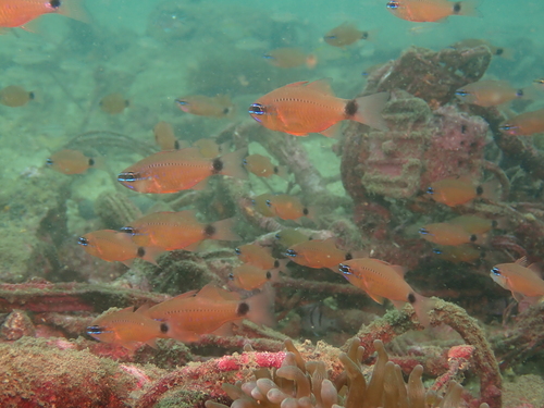 Ostorhinchus fleurieu observed 2026-06-13