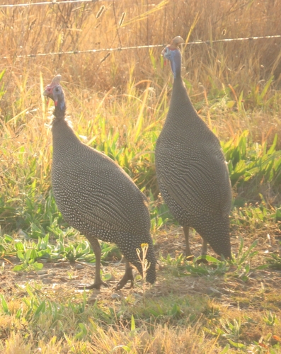 Helmeted Guineafowl