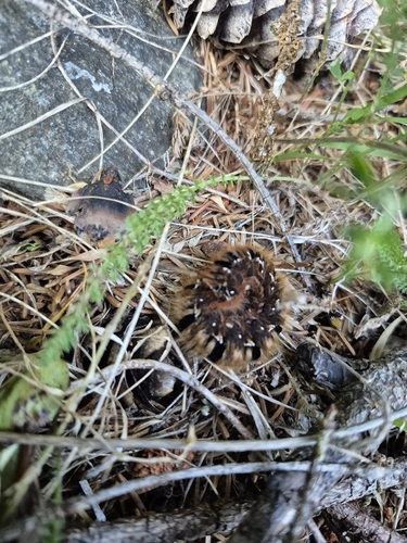 Oak Eggar