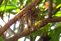Tillandsia recurvata
