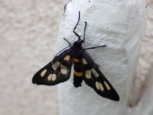 Japanese Nine-spotted Moth