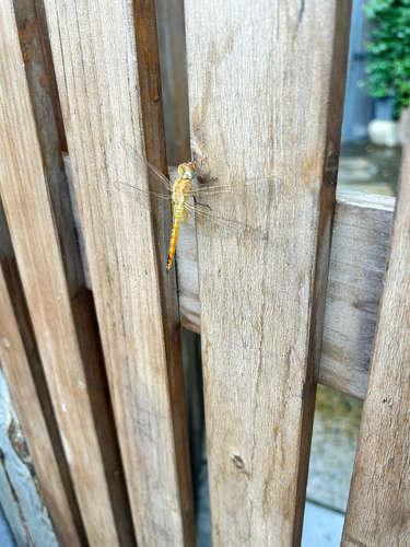 Wandering Glider