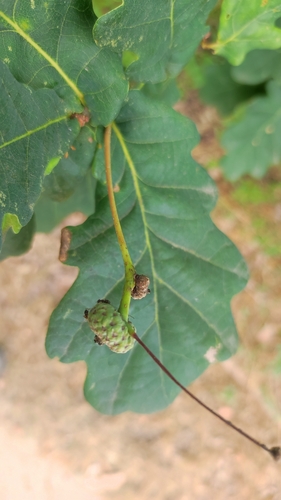 English oak
