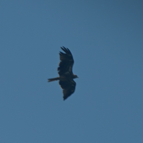 Black-eared Kite