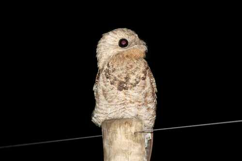 Great Potoo