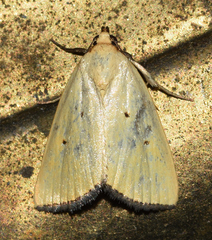 Marimatha nigrofimbria