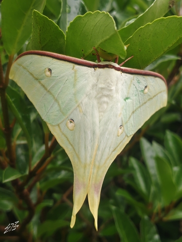 Chinese Moon Moth