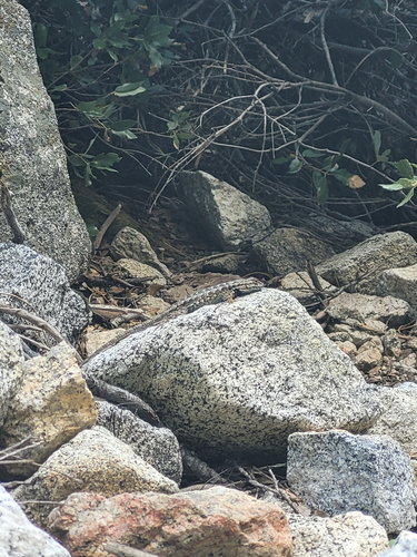 iNaturalist observation photo of Western Fence Lizard
