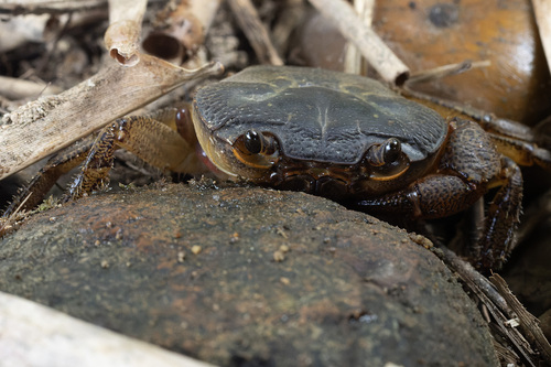 Larnaudia beusekomae