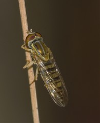 Toxomerus politus