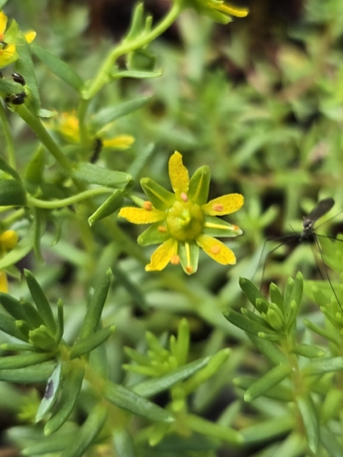 Yellow Saxifrage
