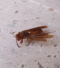 Polistes canadensis