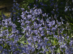 Hyacinthoides hispanica