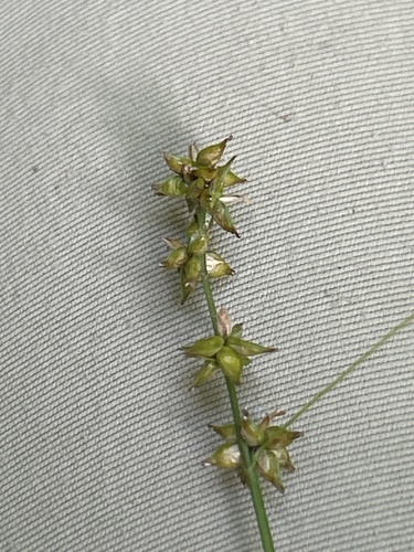 Carex rosea, photograph 2