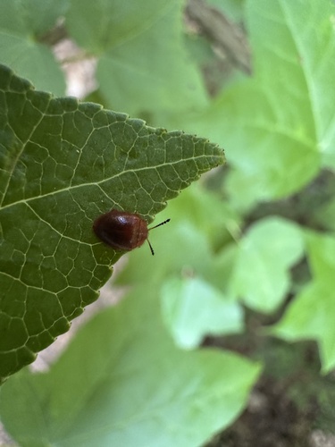 Stenotarsus observed 2026-07-01