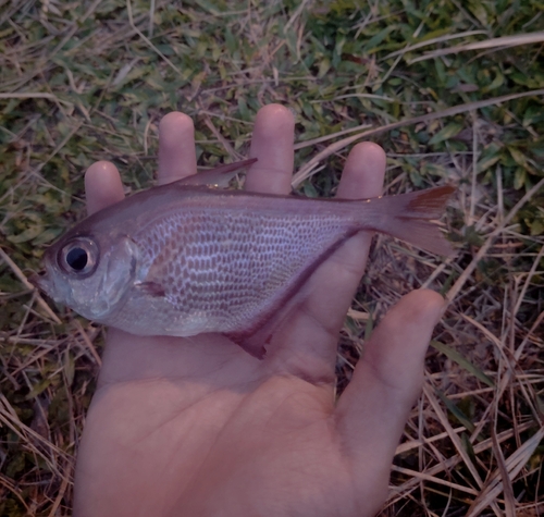 Pempheris malabarica observed 2026-07-01