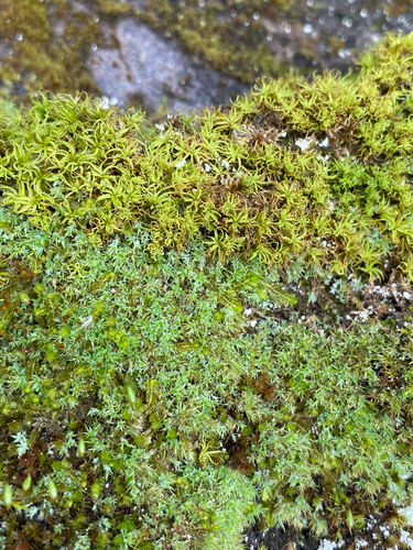 Saelania glaucescens observed 2026-06-21