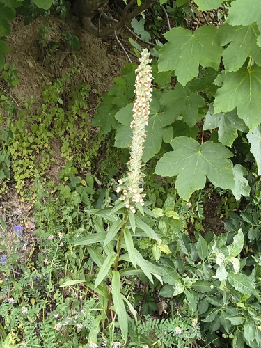 Digitalis lanata, photograph 5
