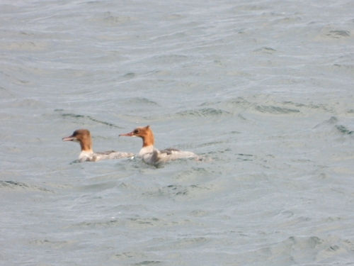 Common Merganser