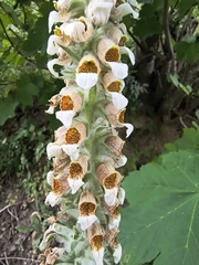 Digitalis lanata, photograph (c) jeanjacquesgodon, some rights reserved (CC BY)