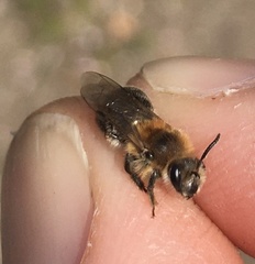 Andrena barbilabris