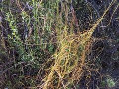 Cuscuta psorothamnensis