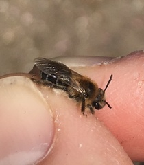 Andrena barbilabris