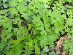 Corydalis intermedia