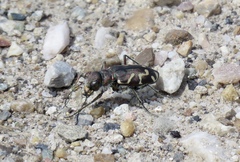 Cicindela tranquebarica kirbyi