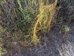 Cuscuta psorothamnensis