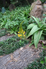 Bulbine latifolia latifolia