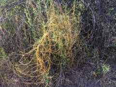 Cuscuta psorothamnensis