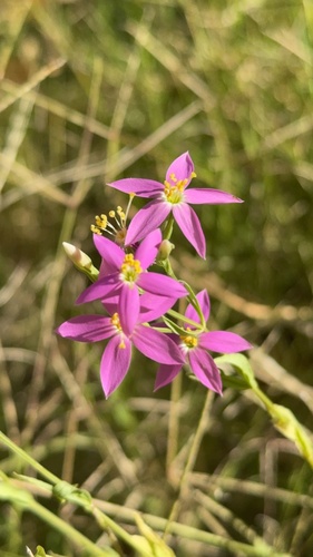 Arizona centaury