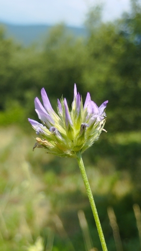 arabian pea